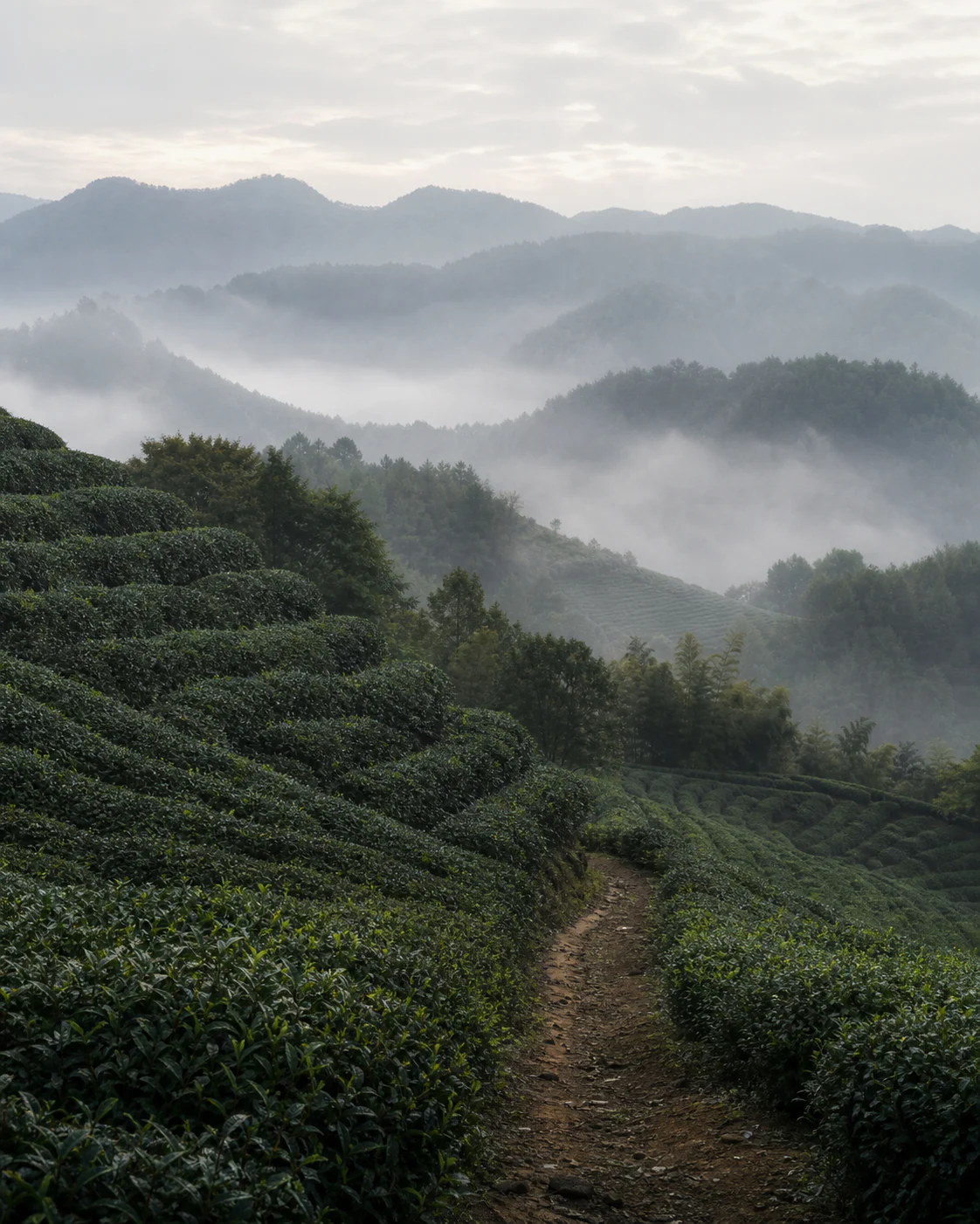 原创晨雾茶山与茶园小径